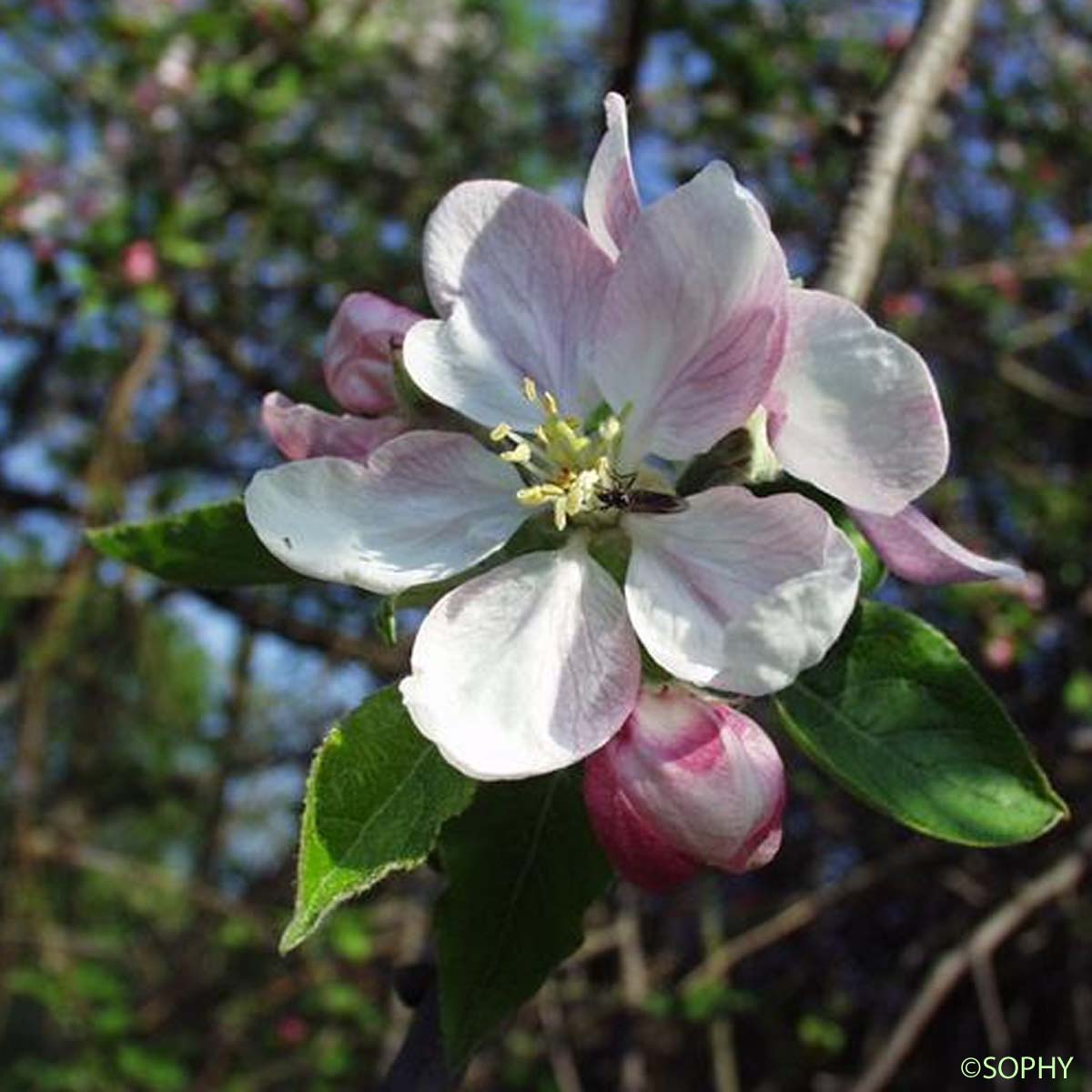 Pommier sauvage - Malus sylvestris