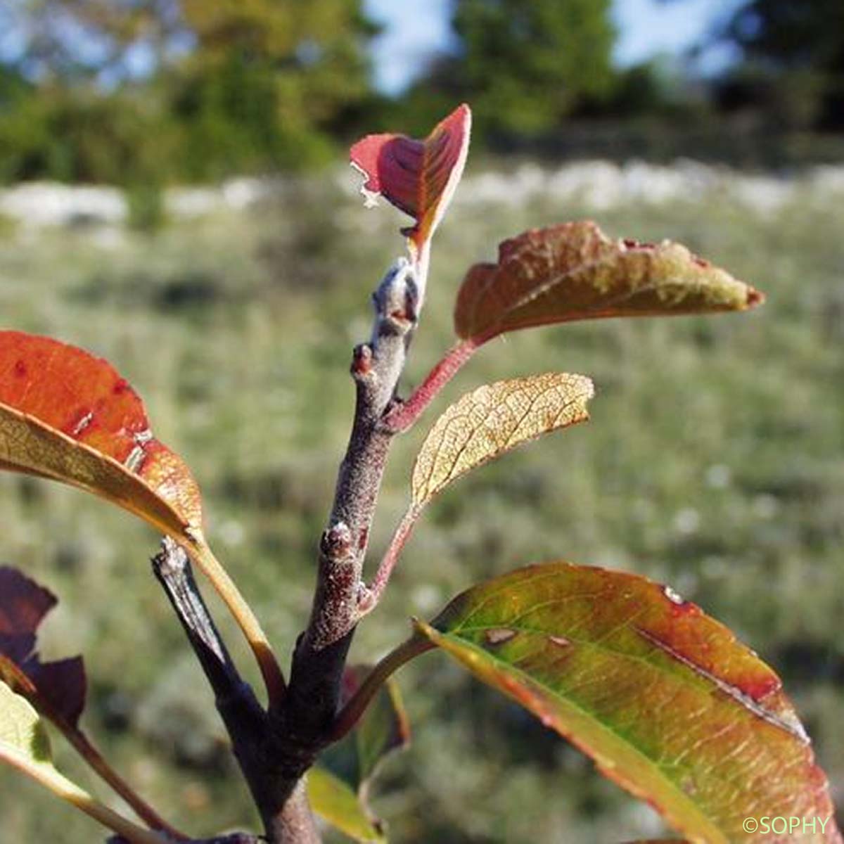 Pommier sauvage - Malus sylvestris