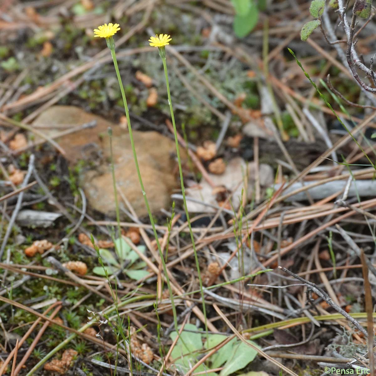 Porcelle glabre - Hypochaeris glabra