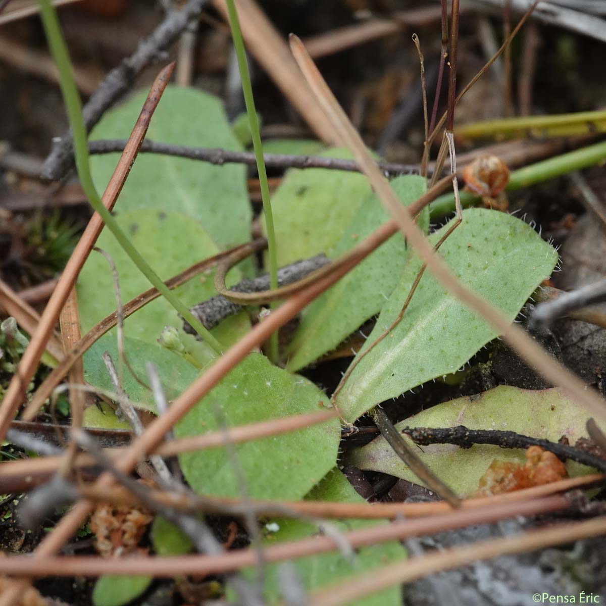 Porcelle glabre - Hypochaeris glabra