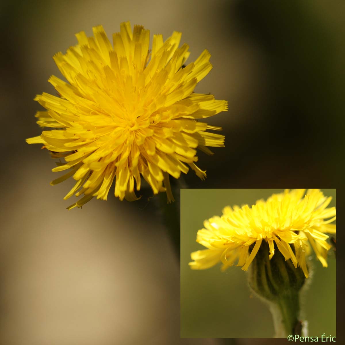 Porcelle tâchetée - Hypochaeris maculata