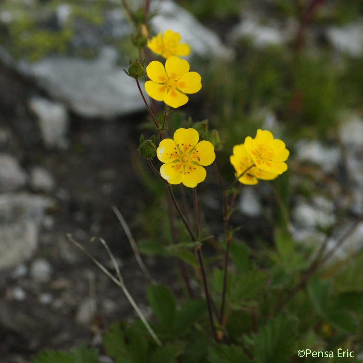 Potentille à grandes fleurs - Potentilla grandiflora