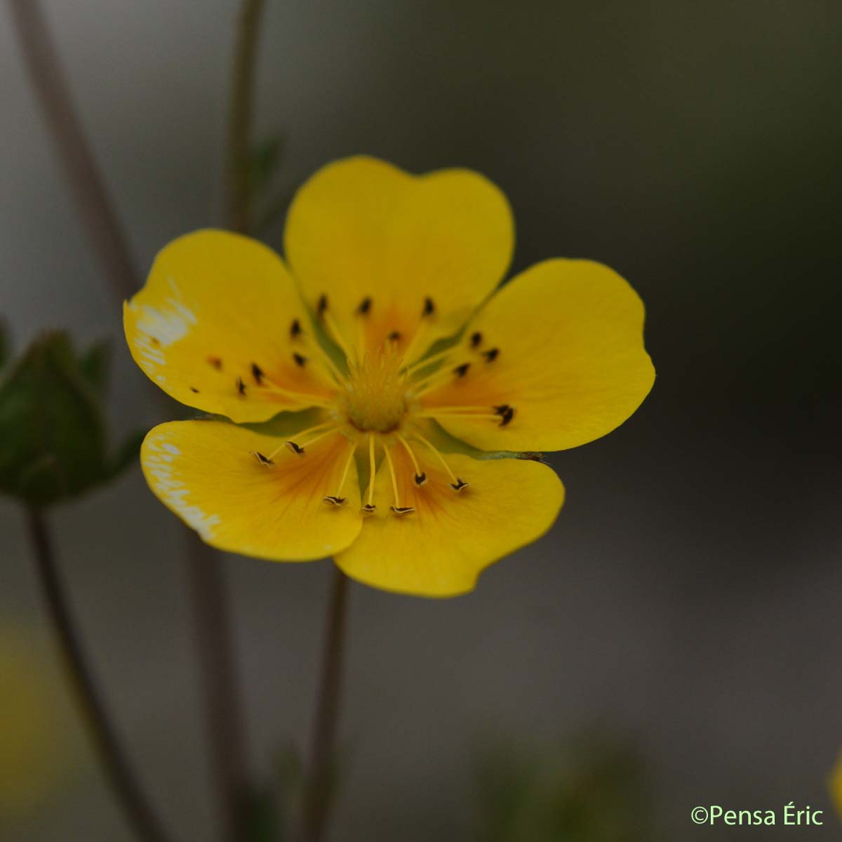 Potentille à grandes fleurs - Potentilla grandiflora