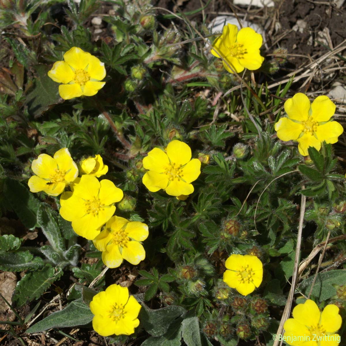 Potentille à sept folioles - Potentilla heptaphylla