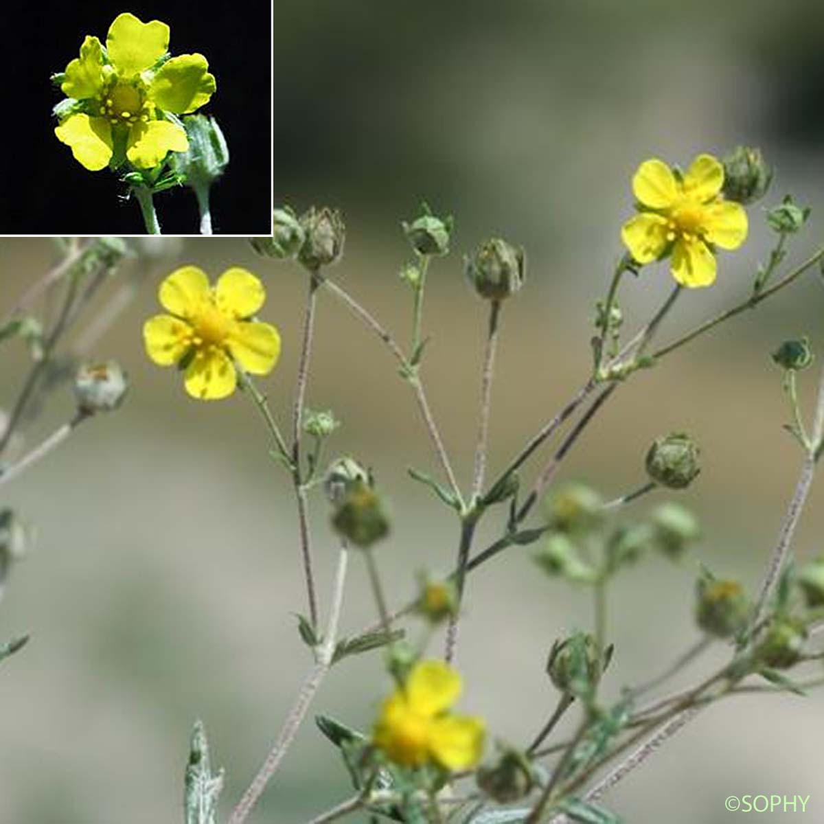 Potentille argentée - Potentilla argentea