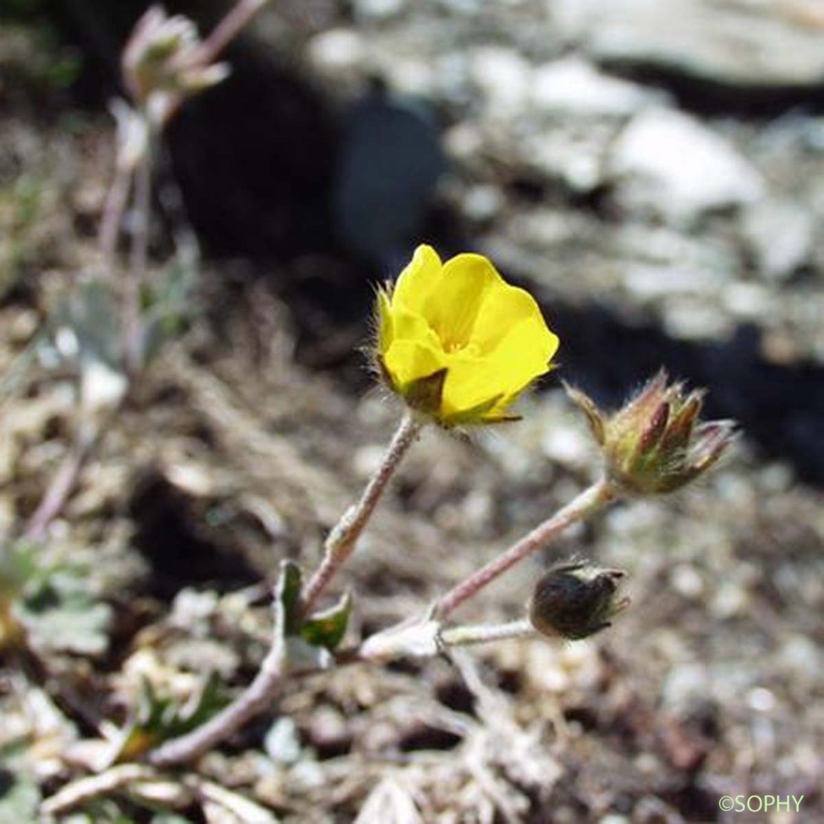 Potentille blanc de neige - Potentilla nivea