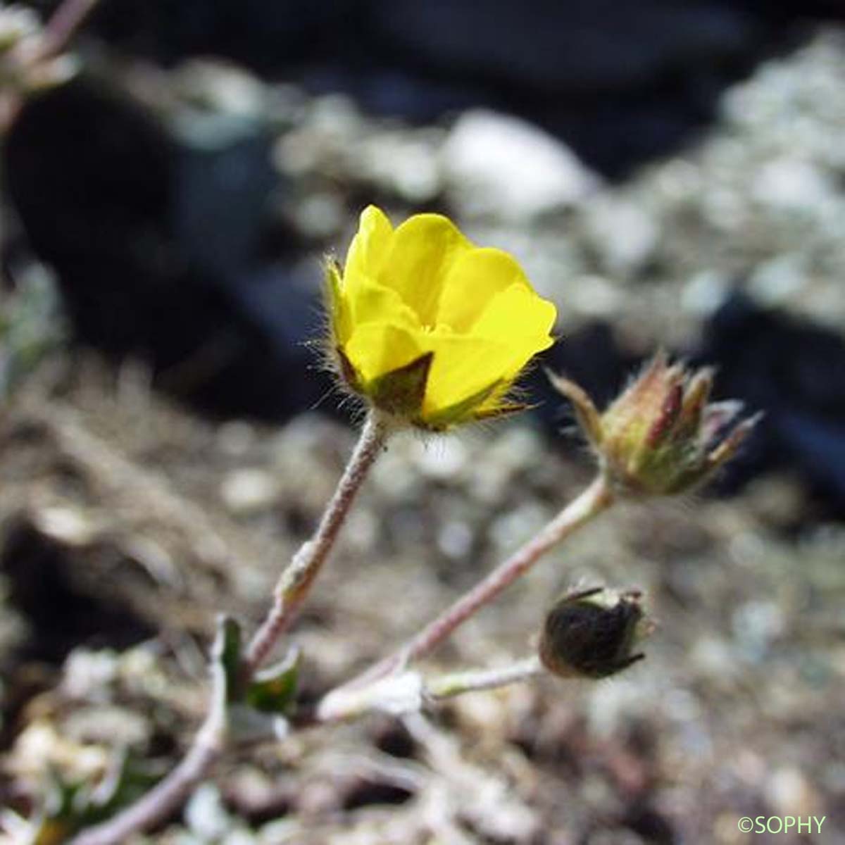 Potentille blanc de neige - Potentilla nivea