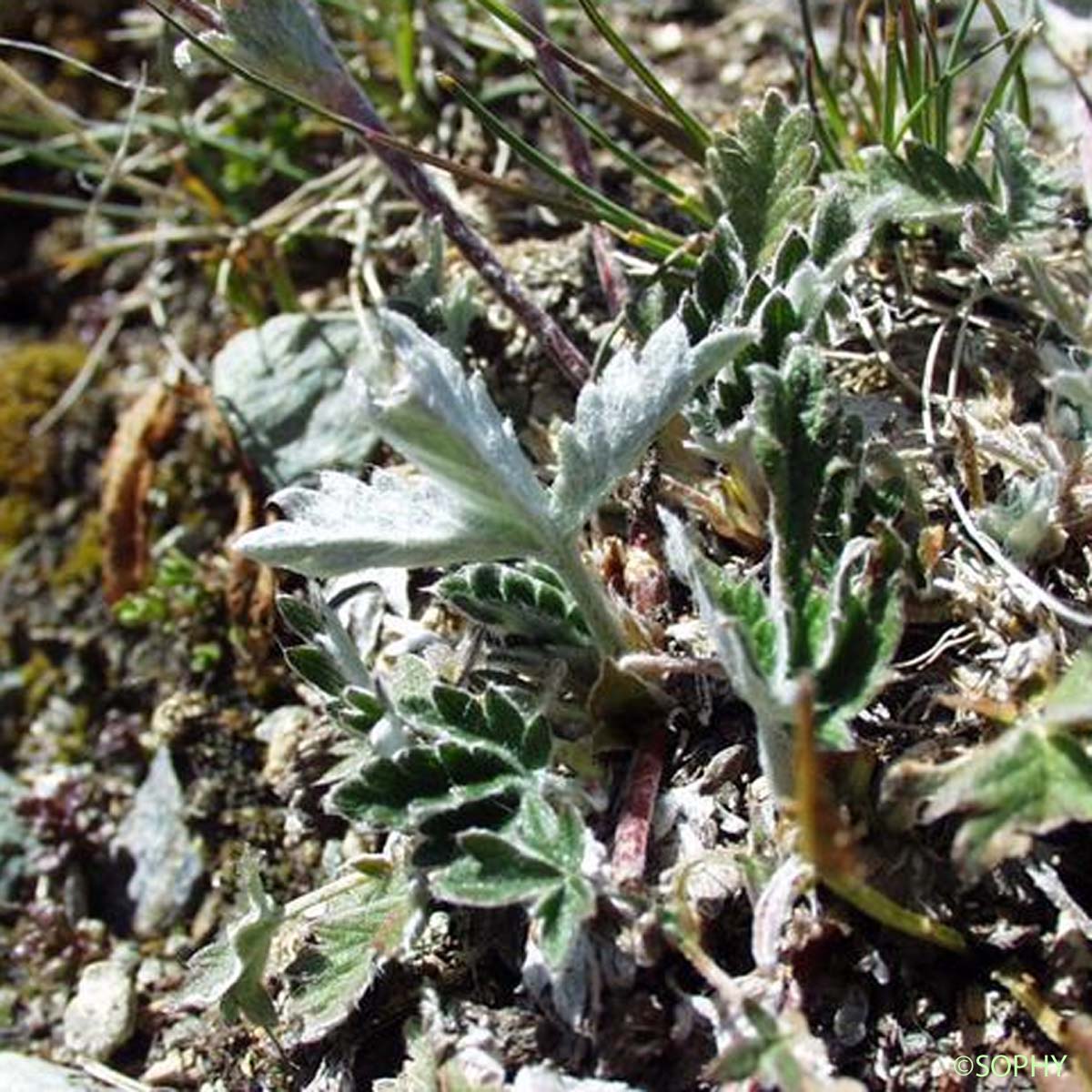 Potentille blanc de neige - Potentilla nivea