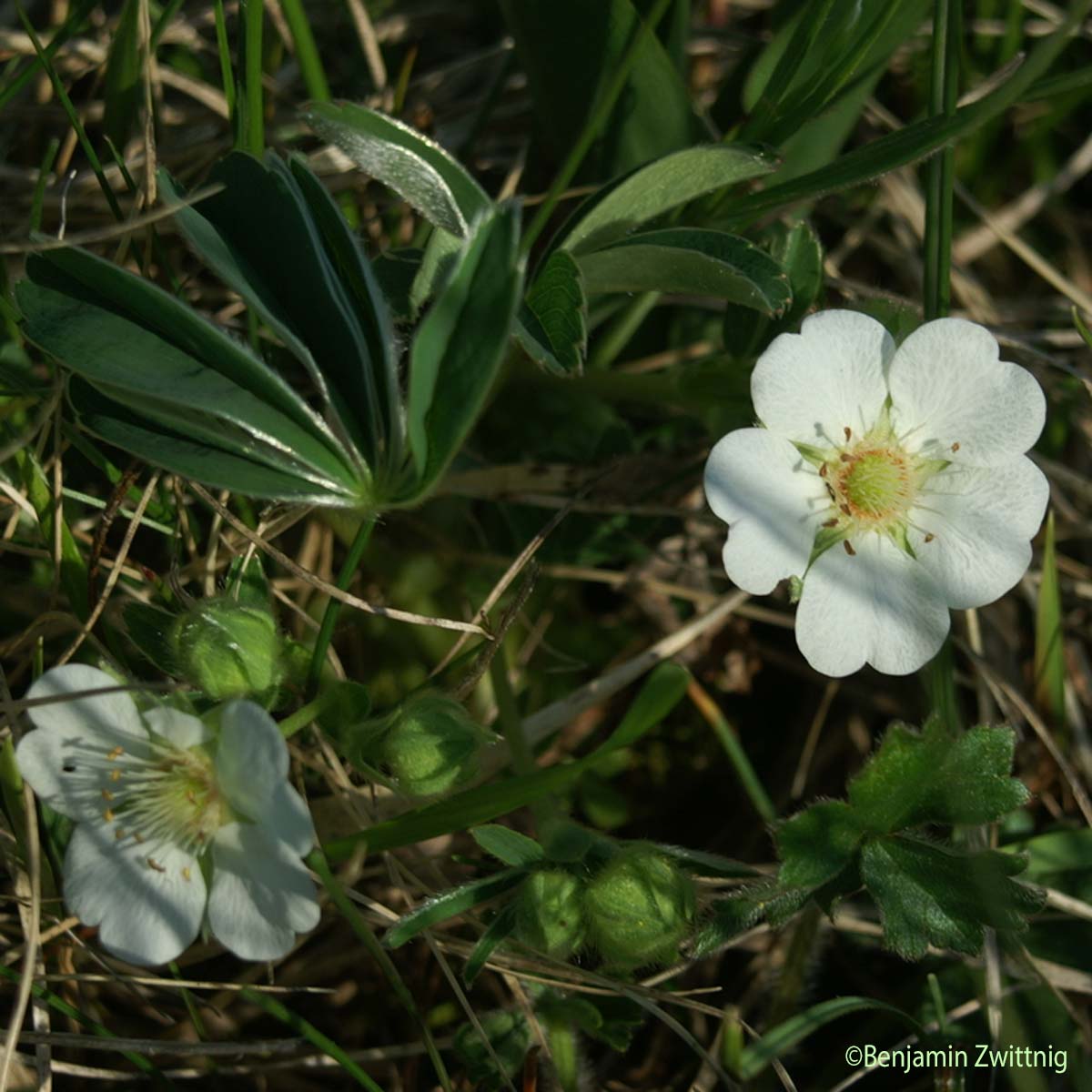 Potentille blanche - Potentilla alba