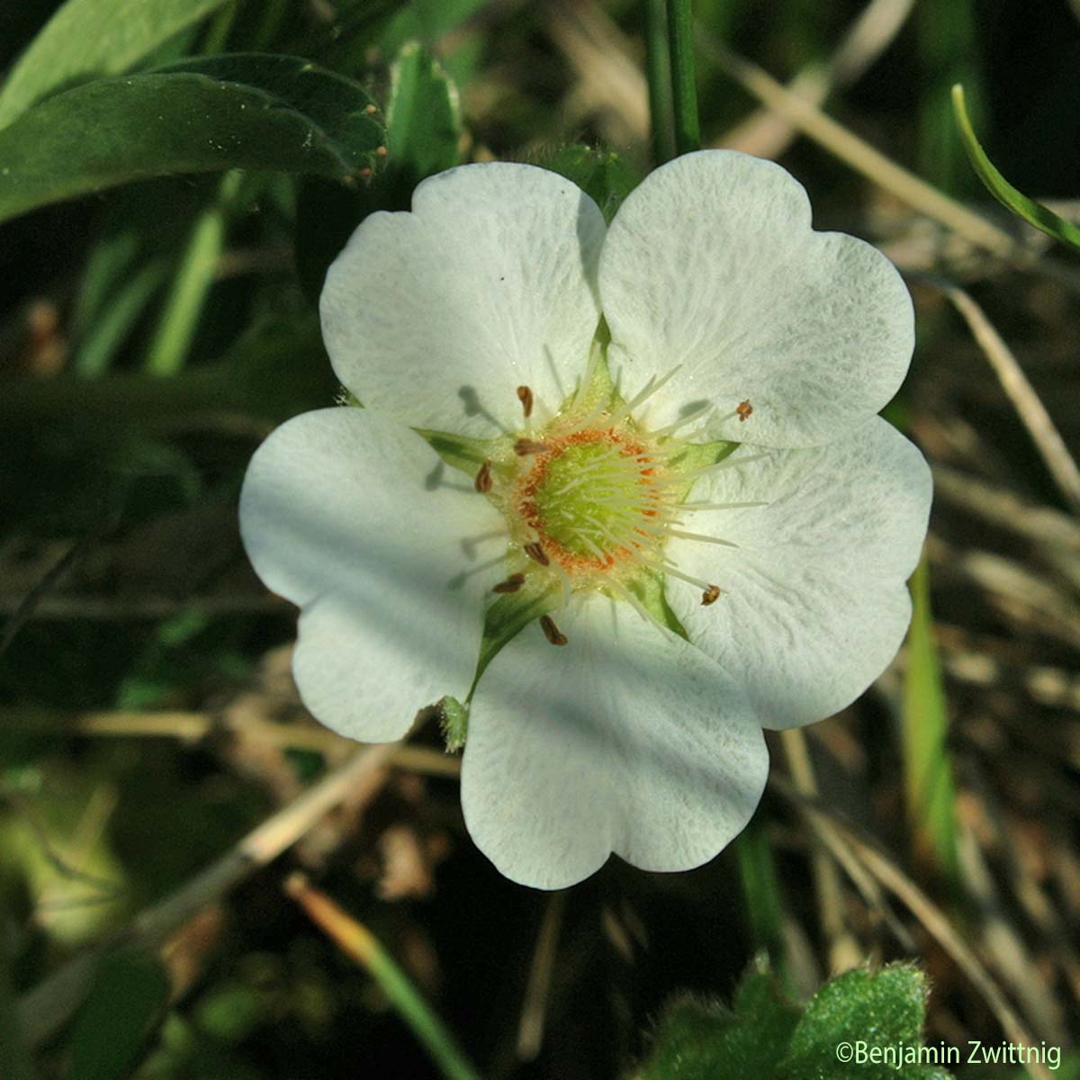 Potentille blanche - Potentilla alba