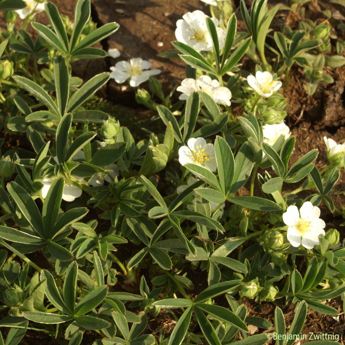 Potentille blanche - Potentilla alba