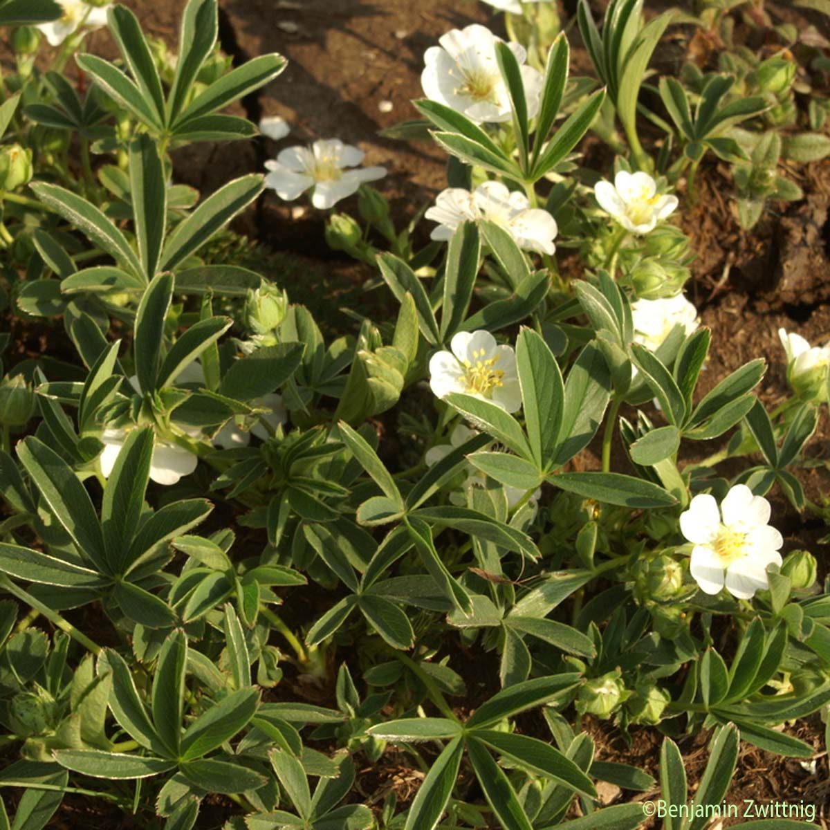 Potentille blanche - Potentilla alba