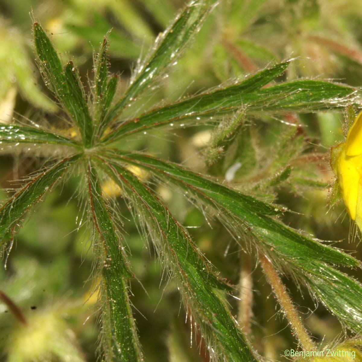 Potentille cendrée - Potentilla cinerea