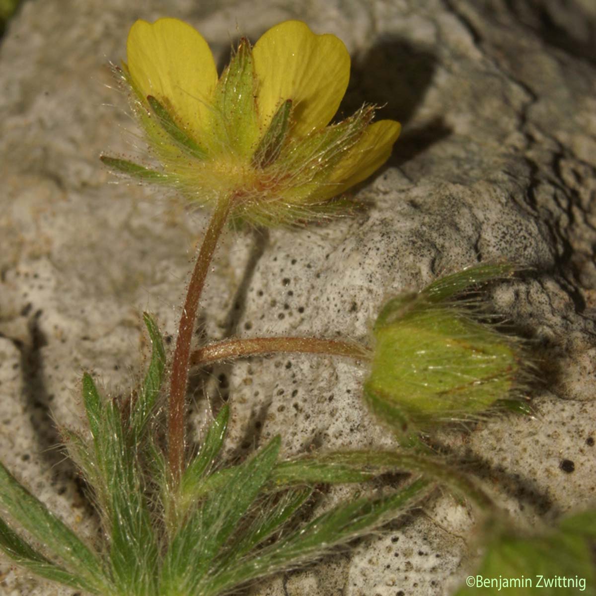 Potentille cendrée - Potentilla cinerea