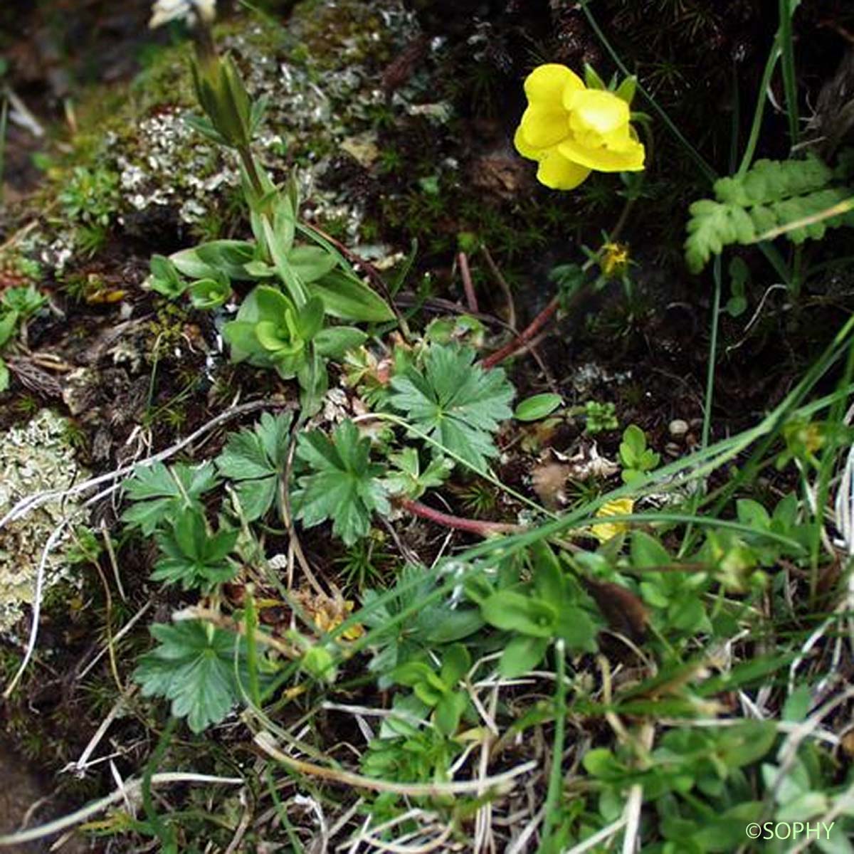 Potentille de Crantz - Potentilla crantzii