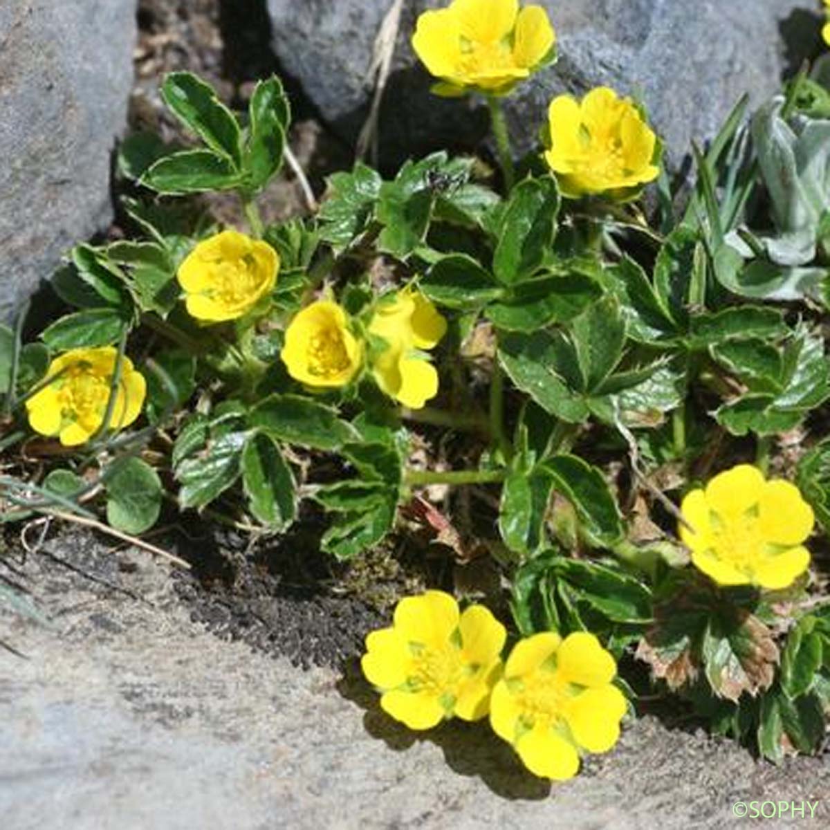 Potentille des frimas - Potentilla frigida