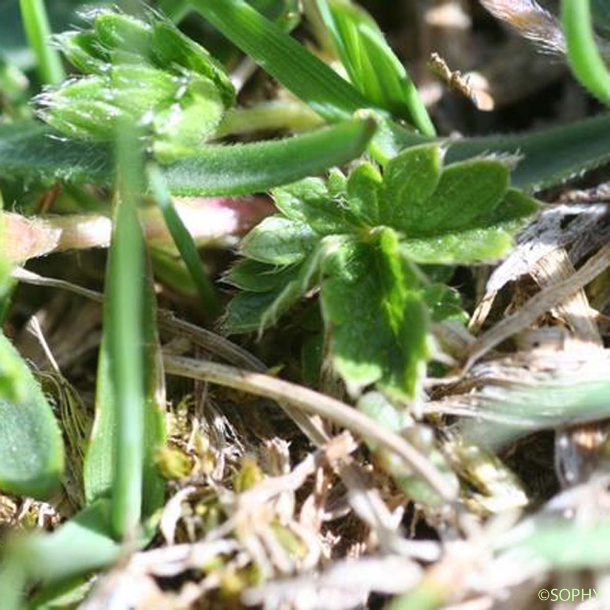 Potentille des frimas - Potentilla frigida