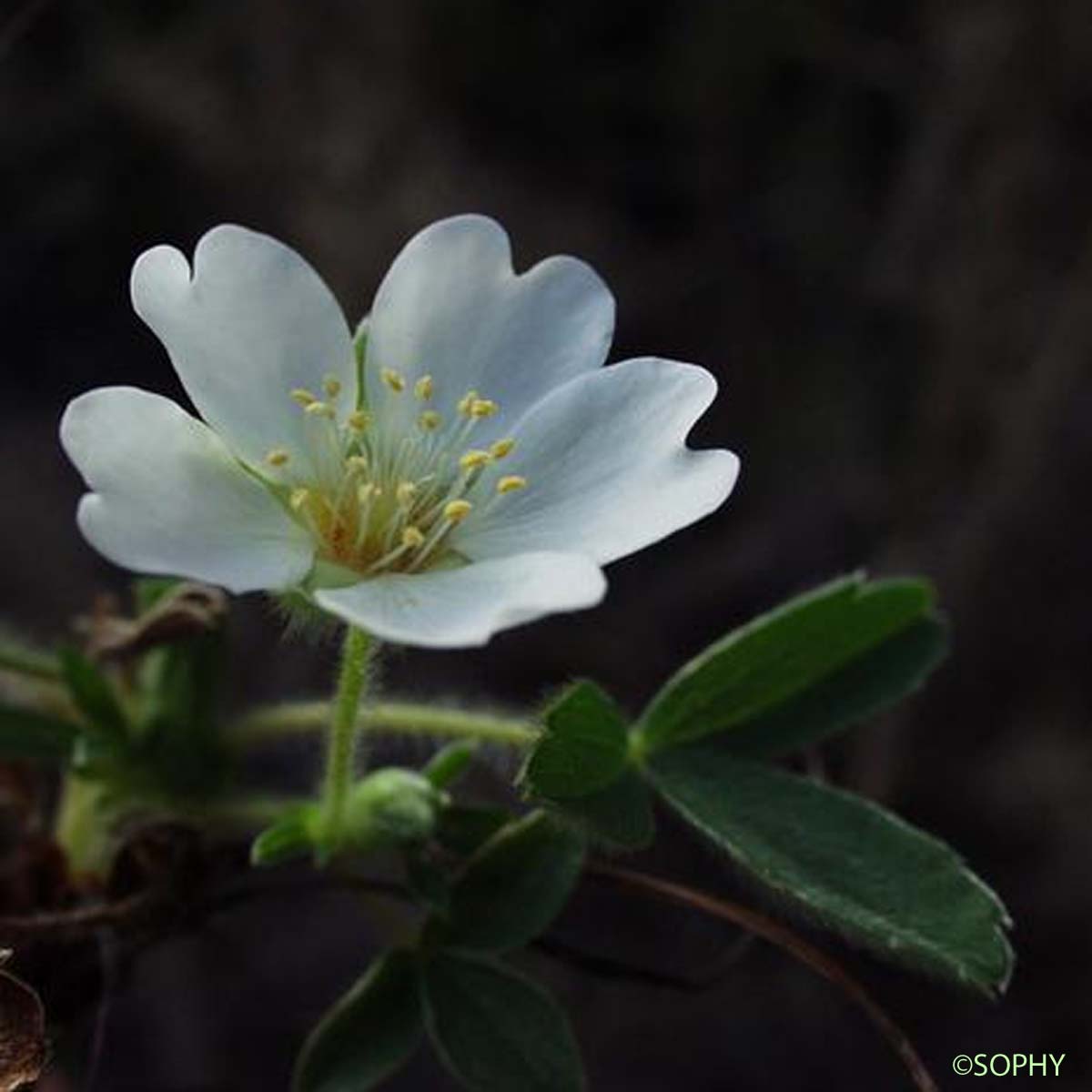 Potentille des montagnes - Potentilla montana