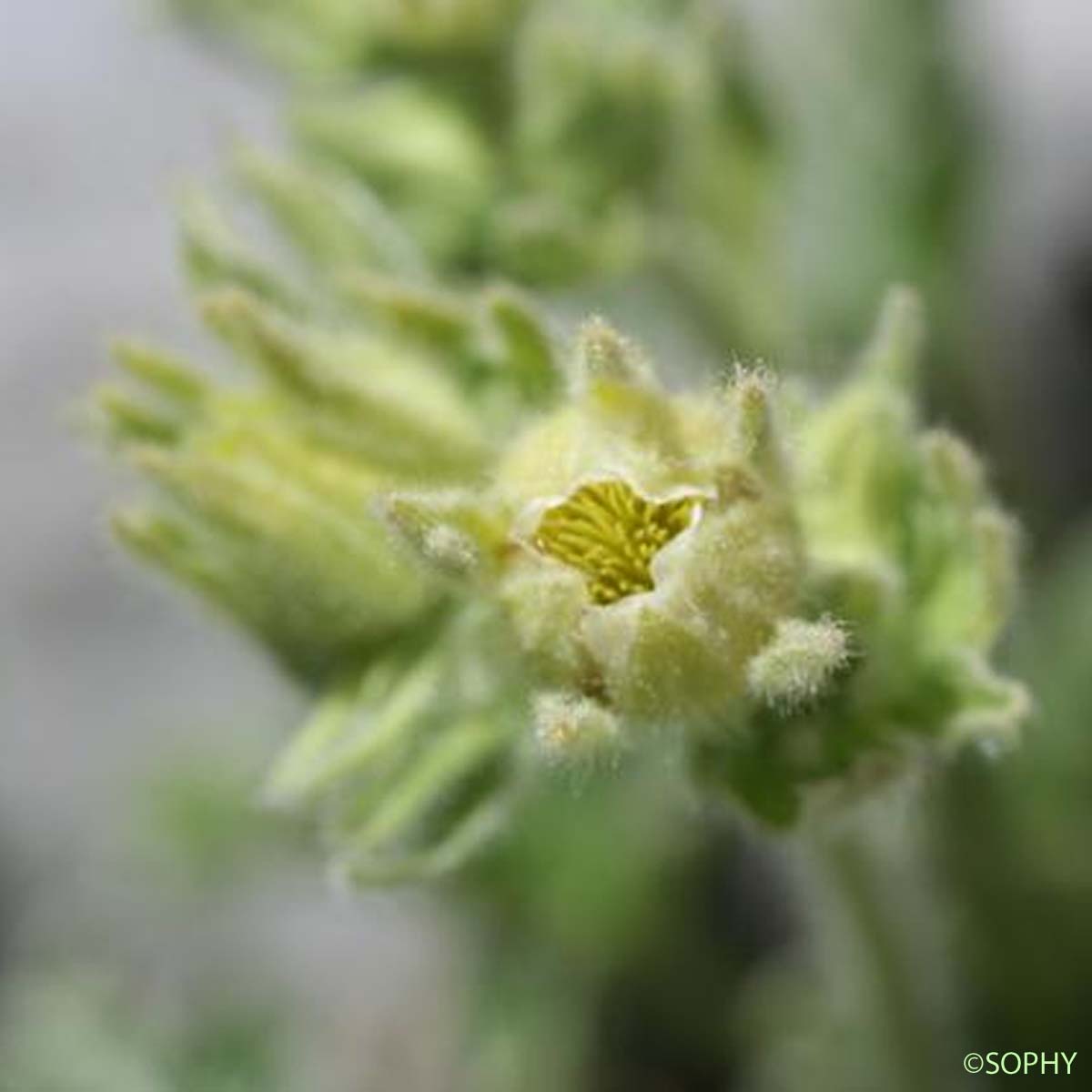 Potentille des neiges - Potentilla nivalis subsp. nivalis