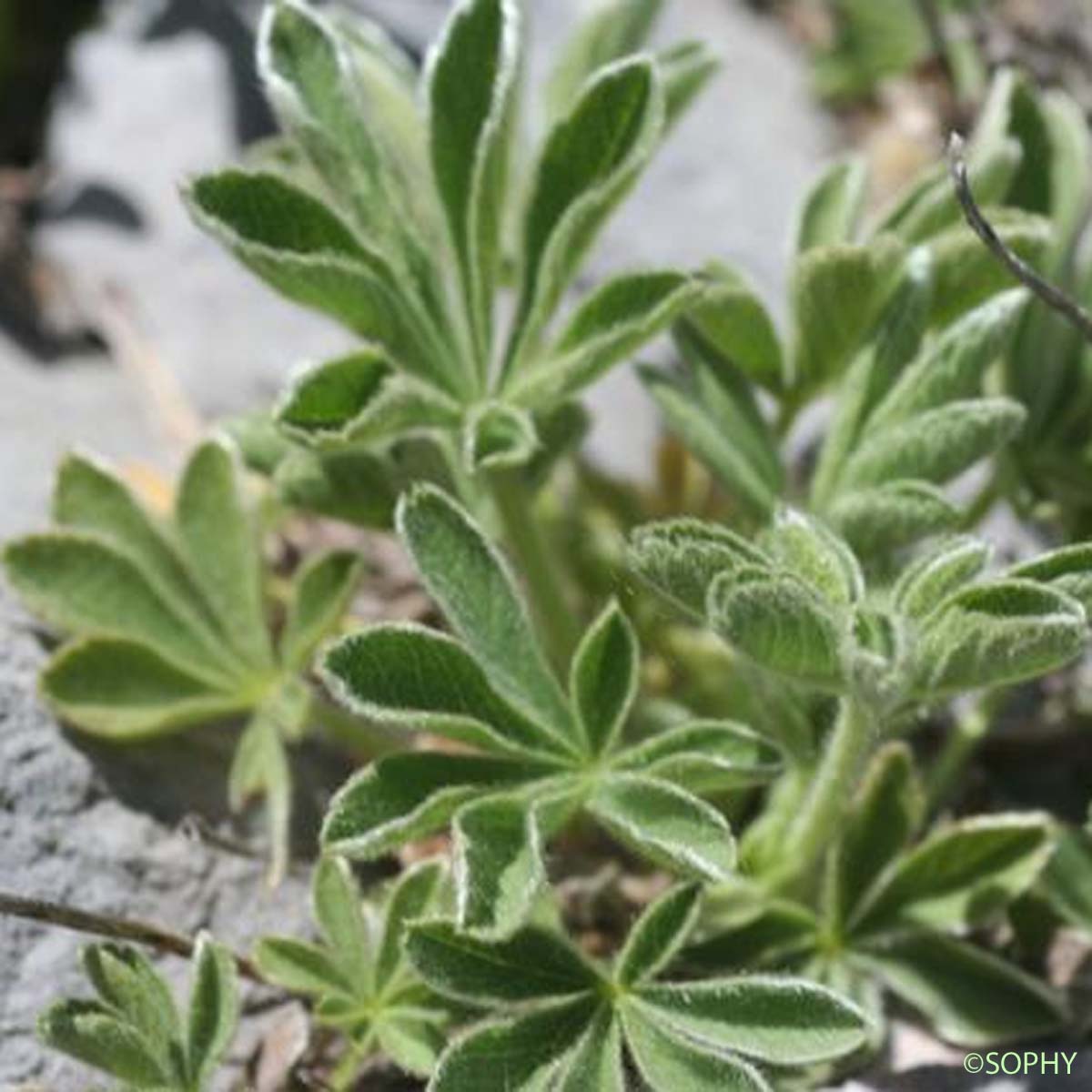 Potentille des neiges - Potentilla nivalis subsp. nivalis