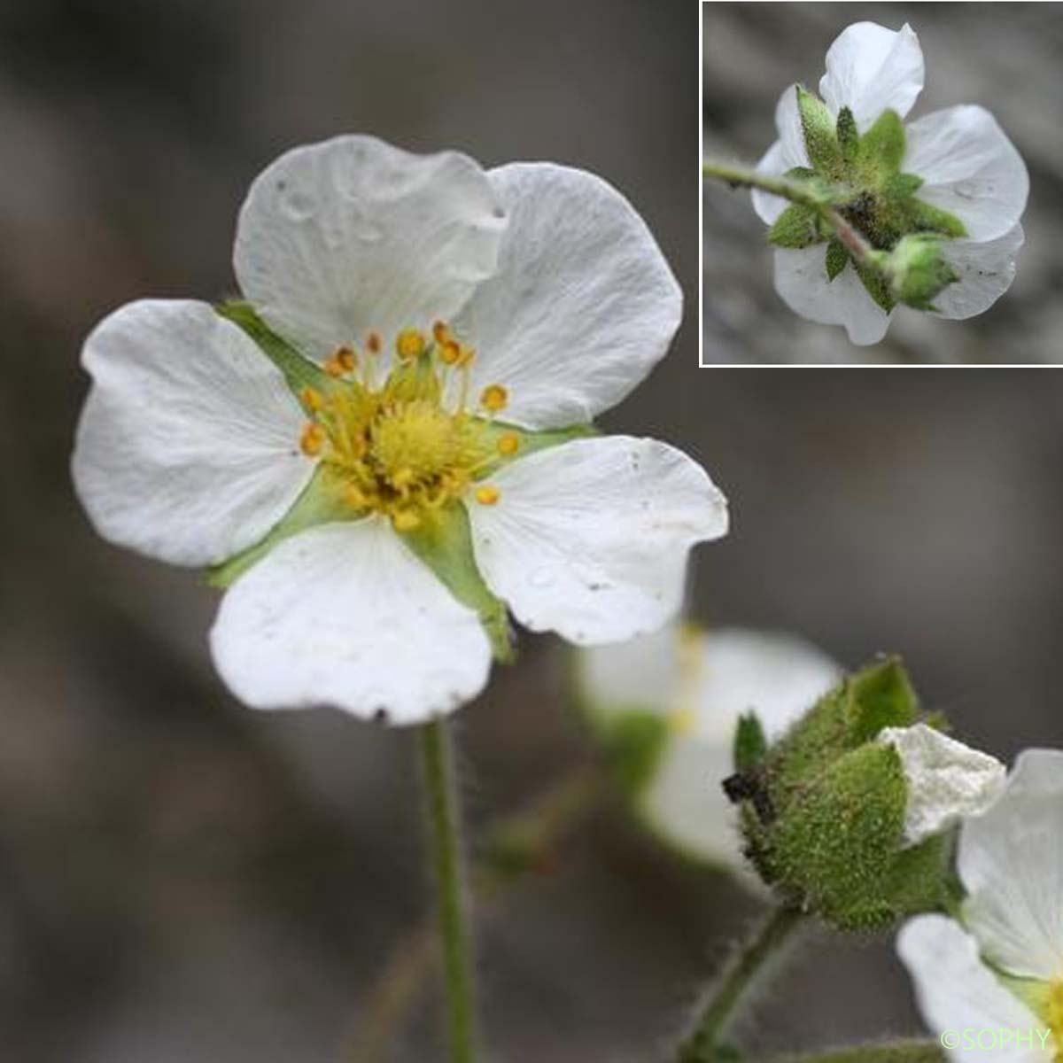 Potentille des rochers - Drymocallis rupestris