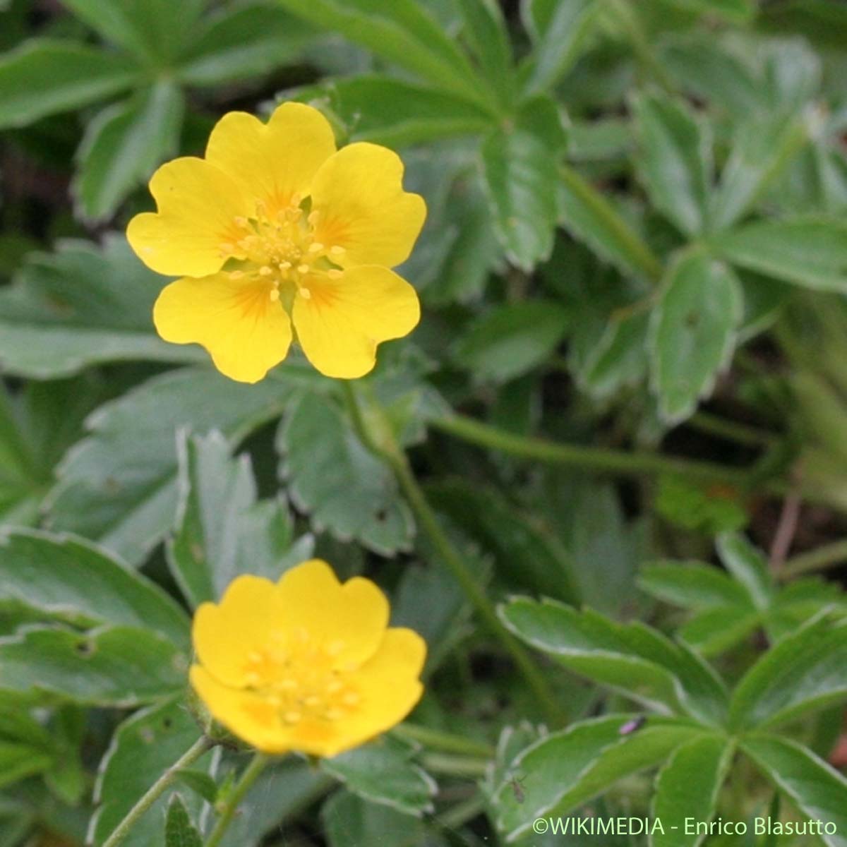 Potentille dorée - Potentilla aurea subsp. aurea