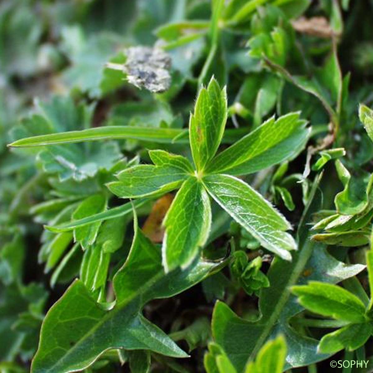 Potentille dorée - Potentilla aurea subsp. aurea