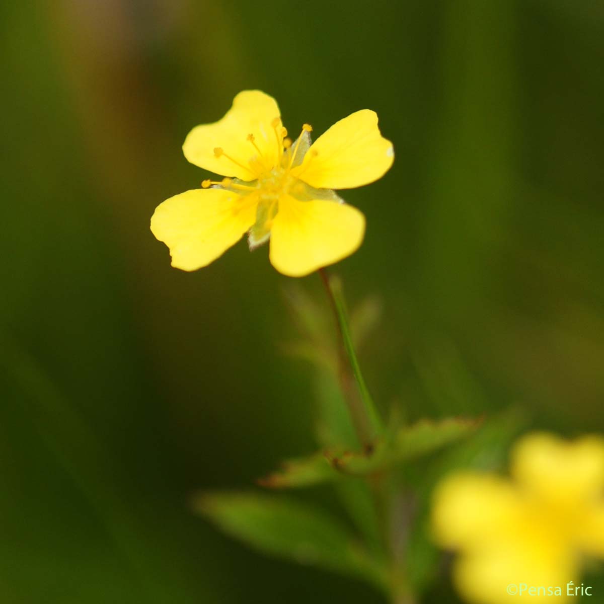 Potentille dressée - Potentilla erecta