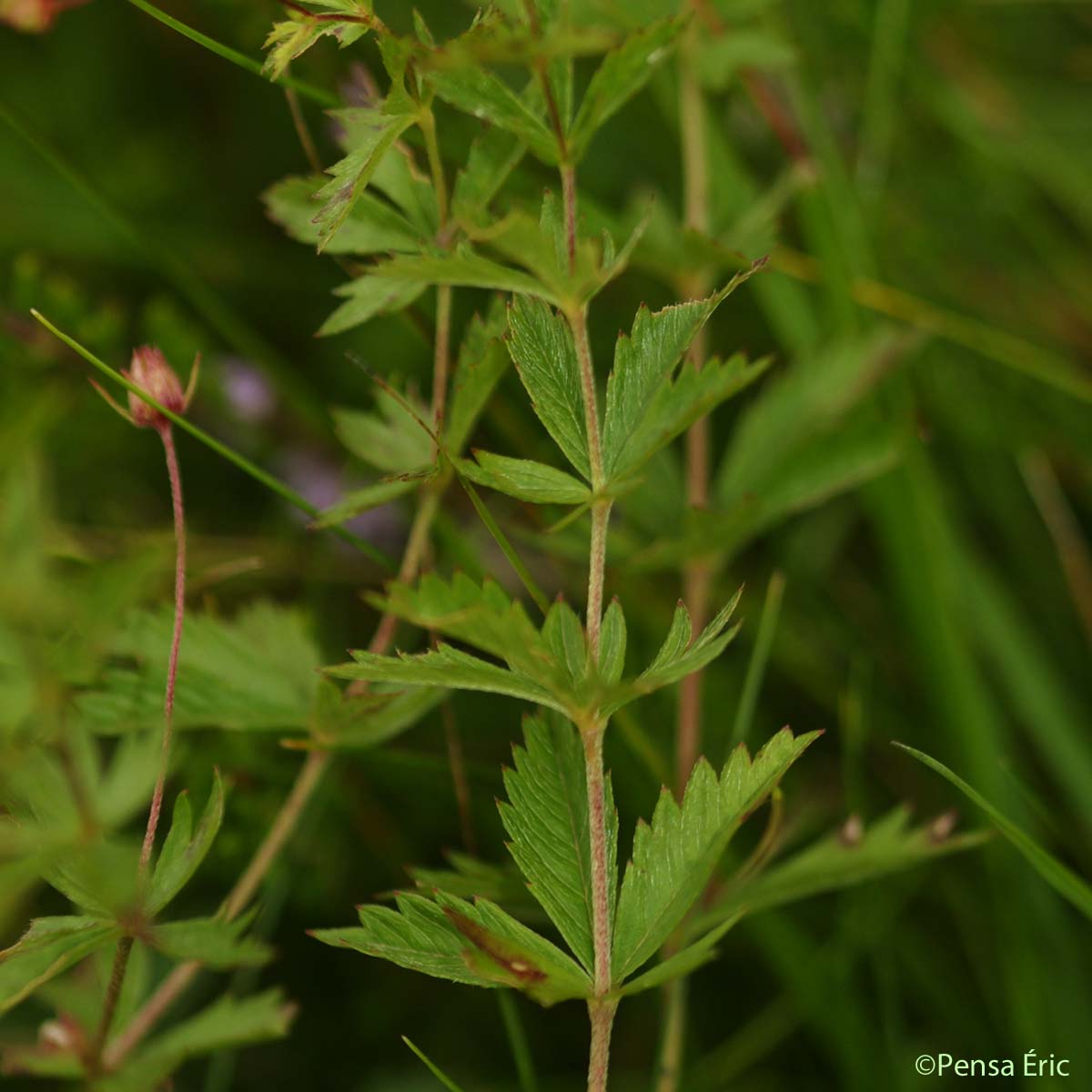 Potentille dressée - Potentilla erecta