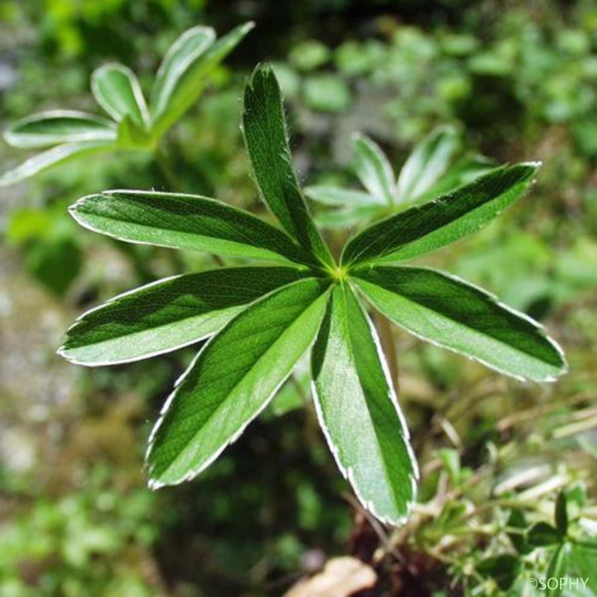 Potentille fausse Alchémille - Potentilla alchimilloides