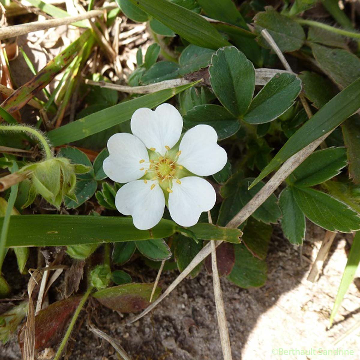 Potentille faux Fraisier - Potentilla sterilis