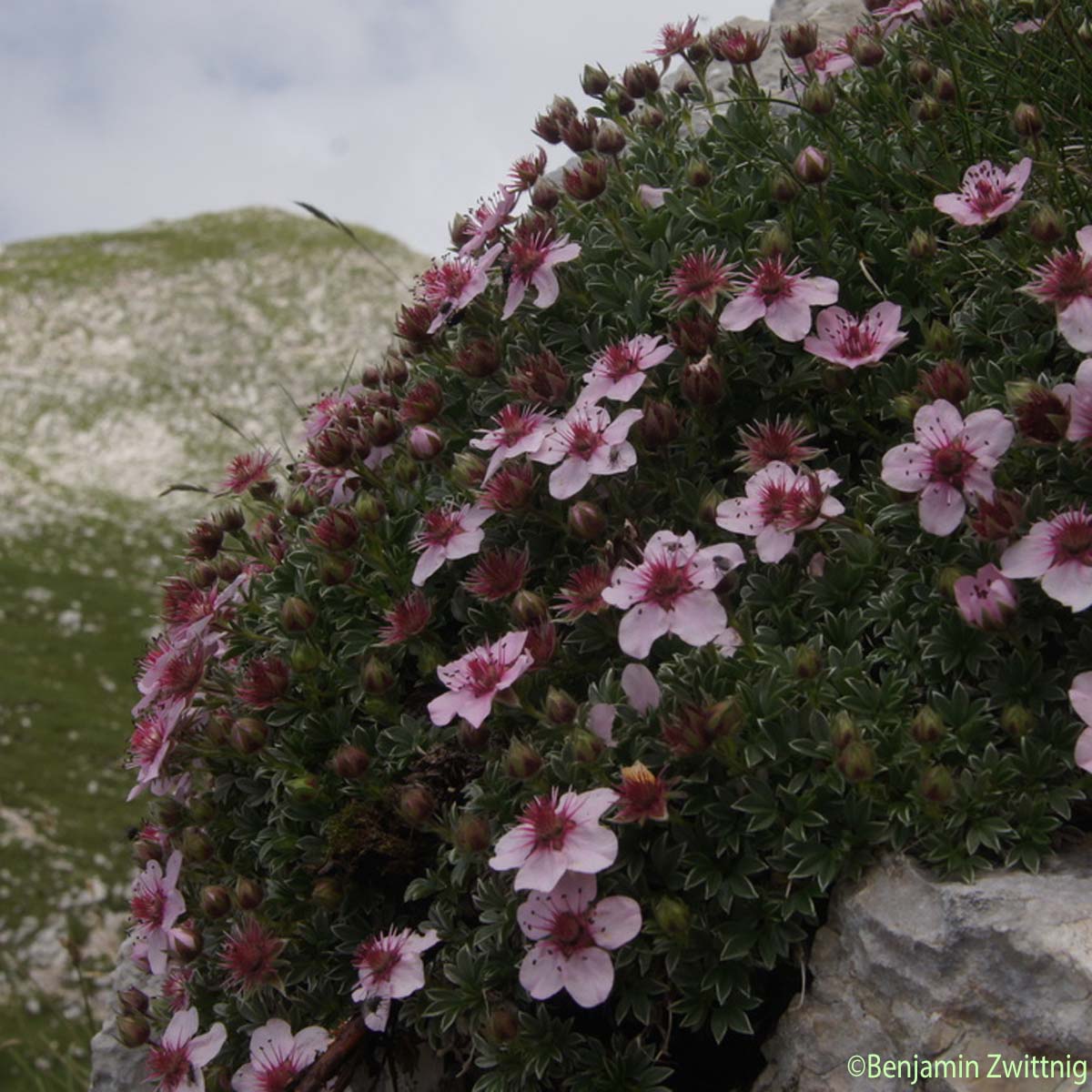 Potentille luisante - Potentilla nitida