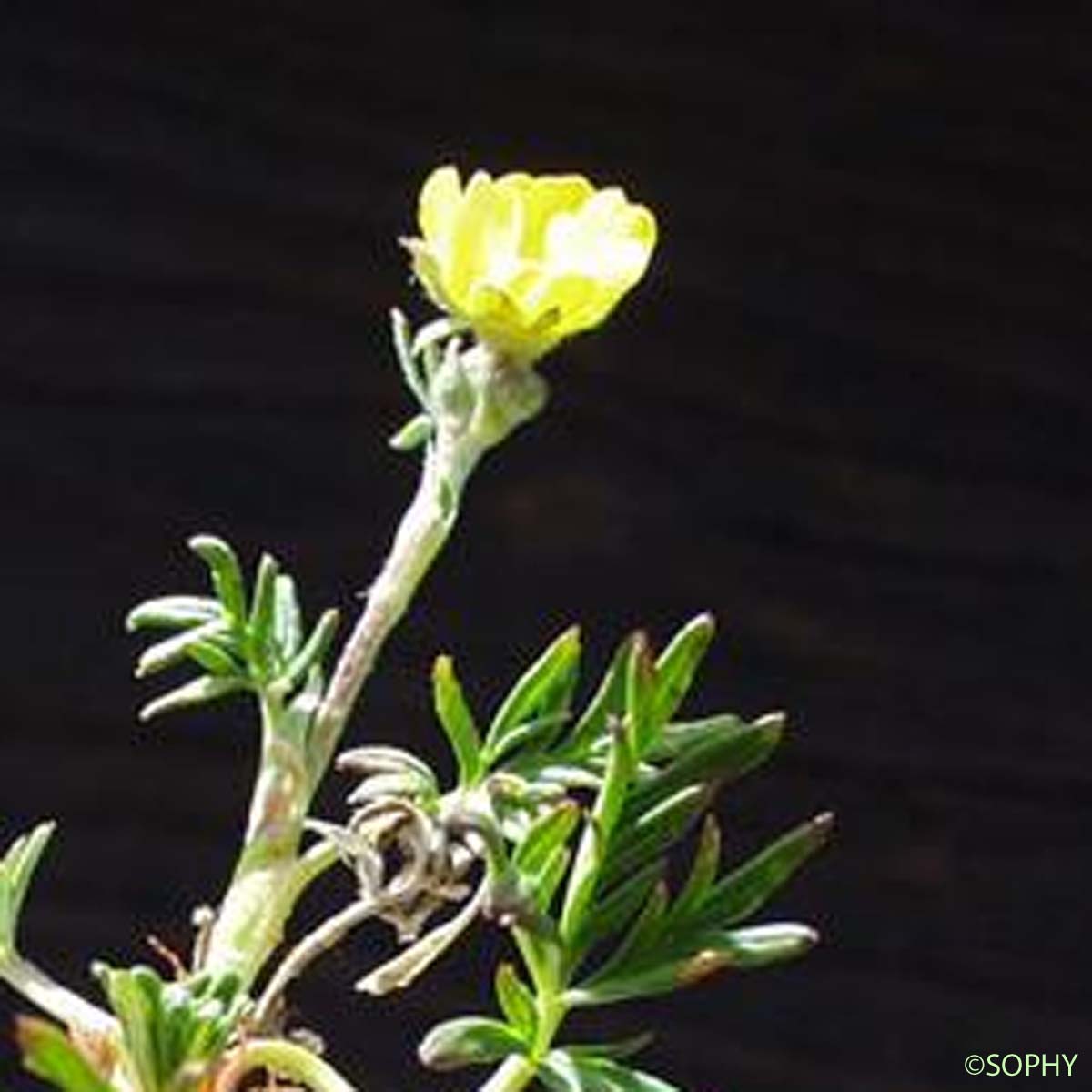 Potentille à divisions nombreuses - Potentilla multifida