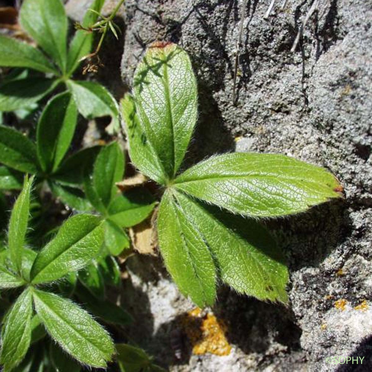 Potentille pétiolulée - Potentilla caulescens subsp. petiolulata