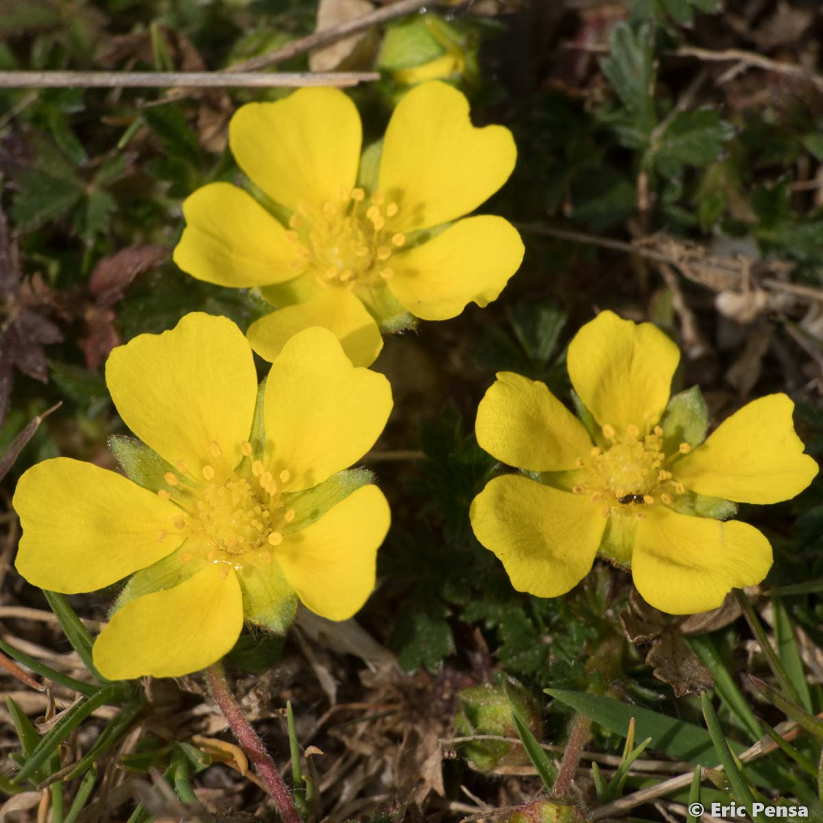 Potentille printanière - Potentilla verna