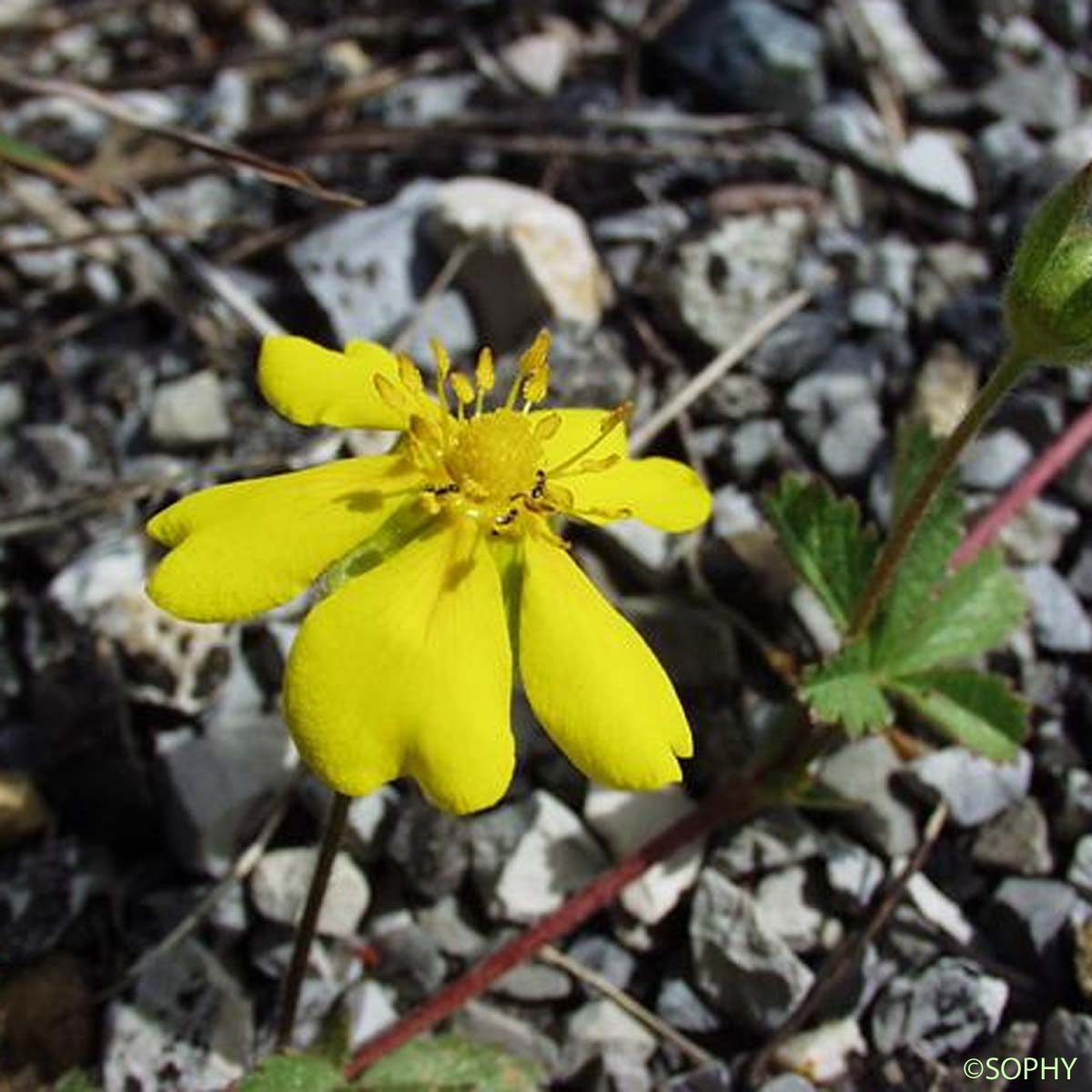 Potentille rampante - Potentilla reptans