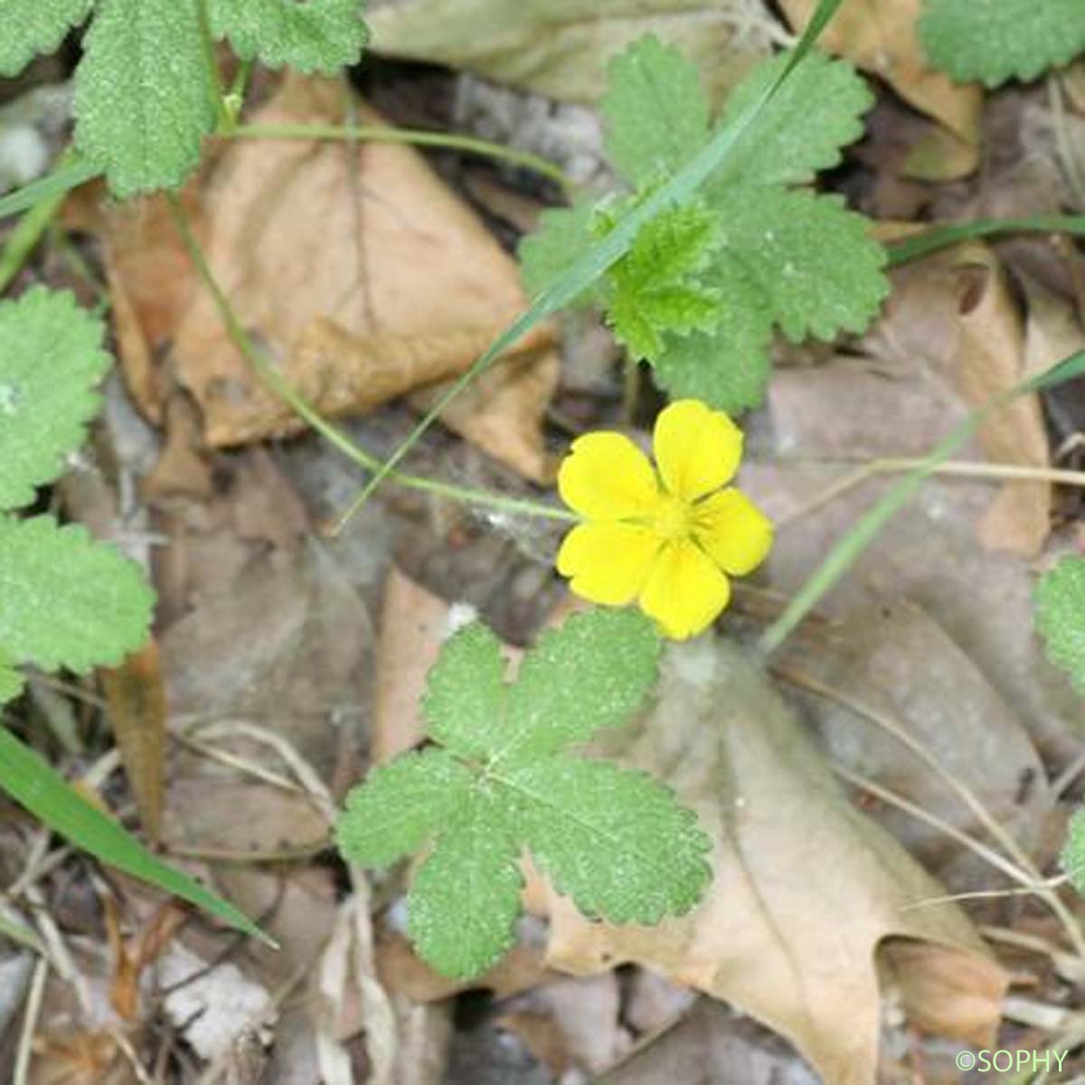 Potentille rampante - Potentilla reptans