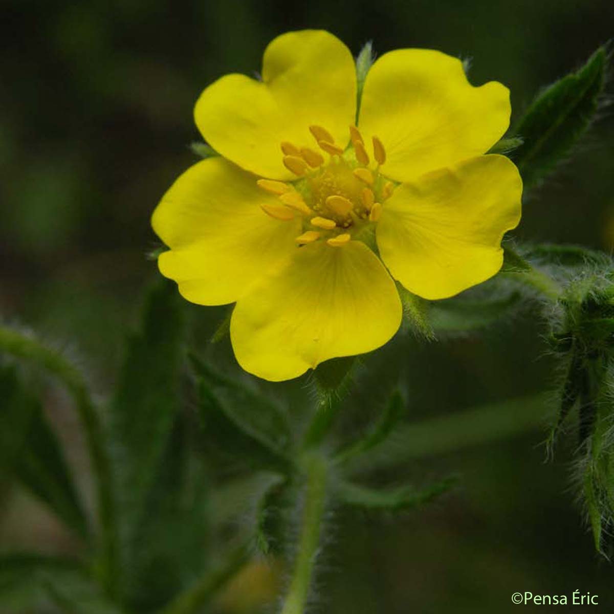 Potentille velue - Potentilla hirta