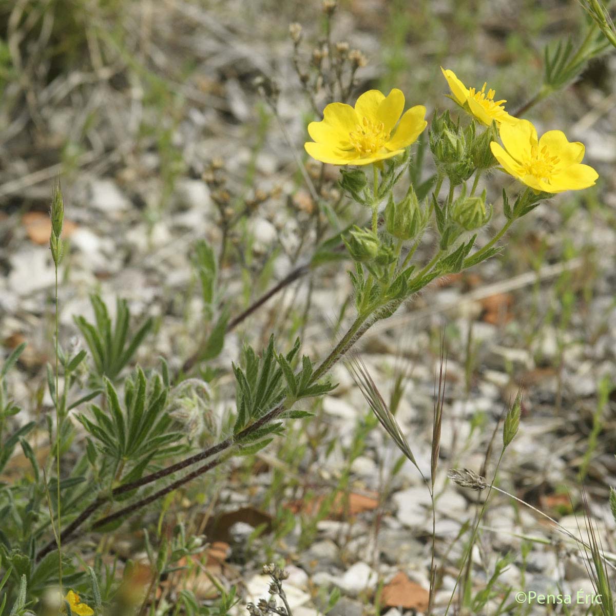 Potentille velue - Potentilla hirta