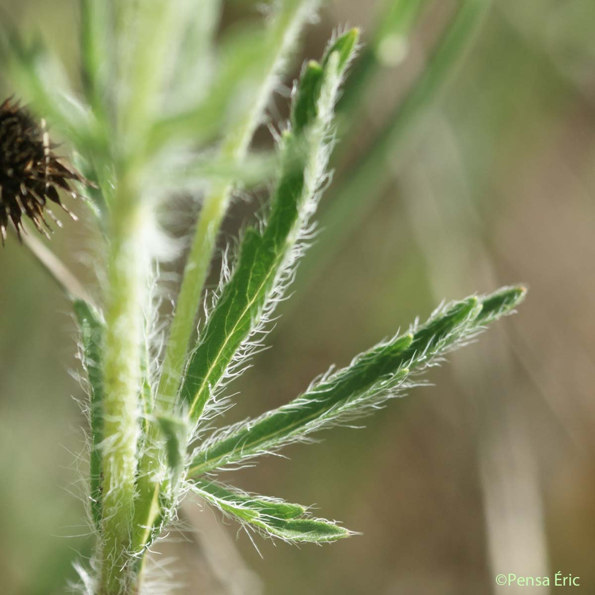 Potentille velue - Potentilla hirta