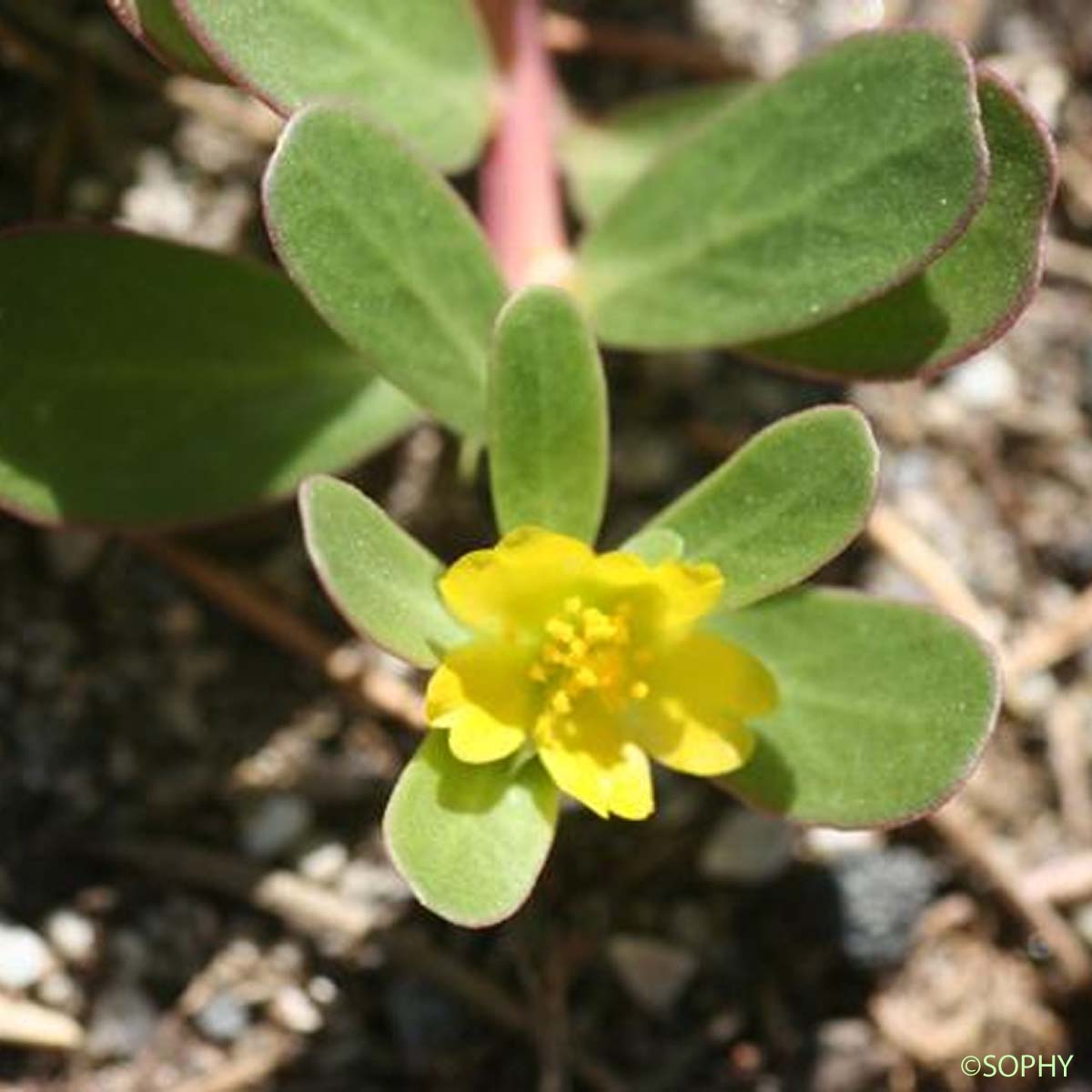 Pourpier - Portulaca oleracea