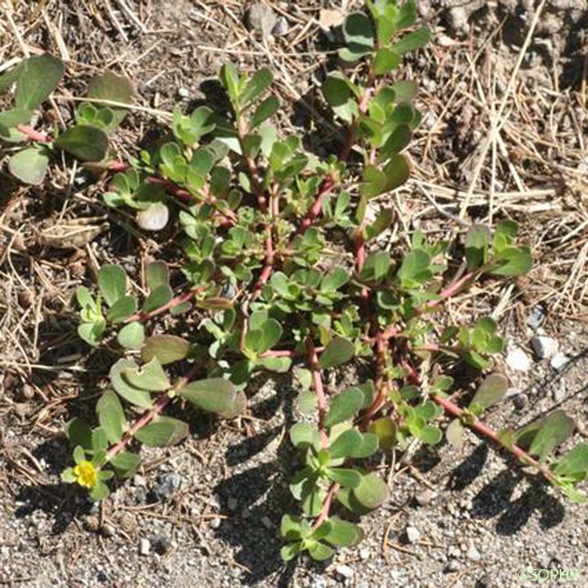 Pourpier - Portulaca oleracea