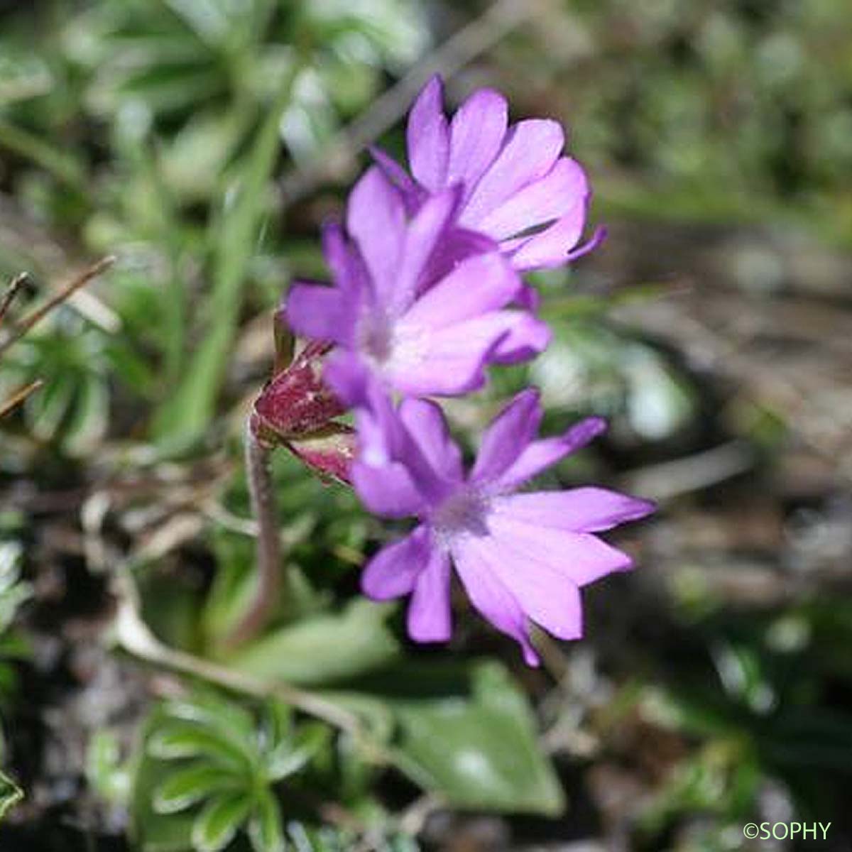 Primevère à feuilles entières - Primula integrifolia