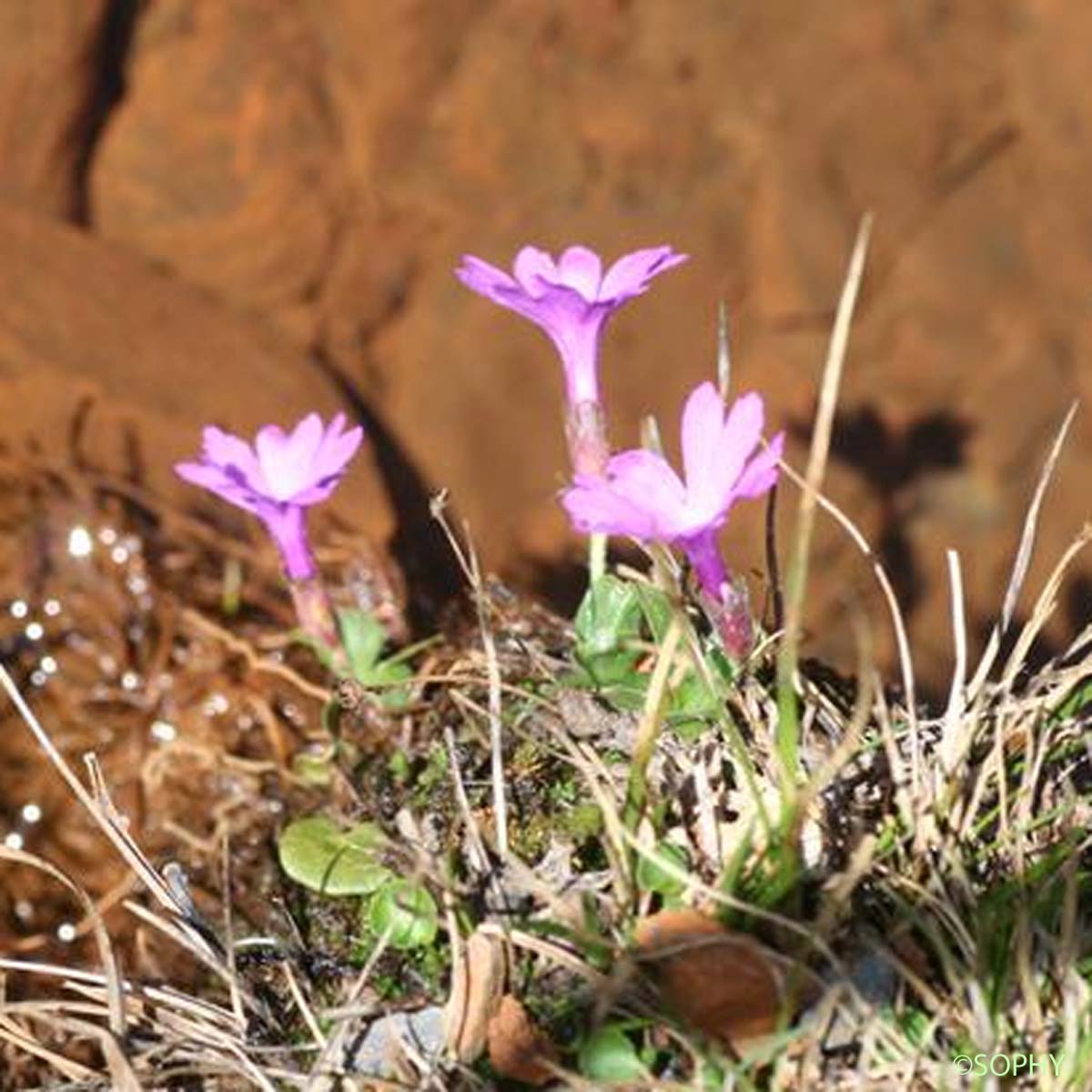 Primevère à feuilles entières - Primula integrifolia