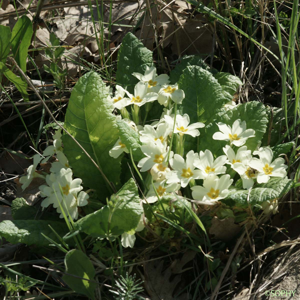 Primevère acaule - Primula vulgaris subsp. vulgaris