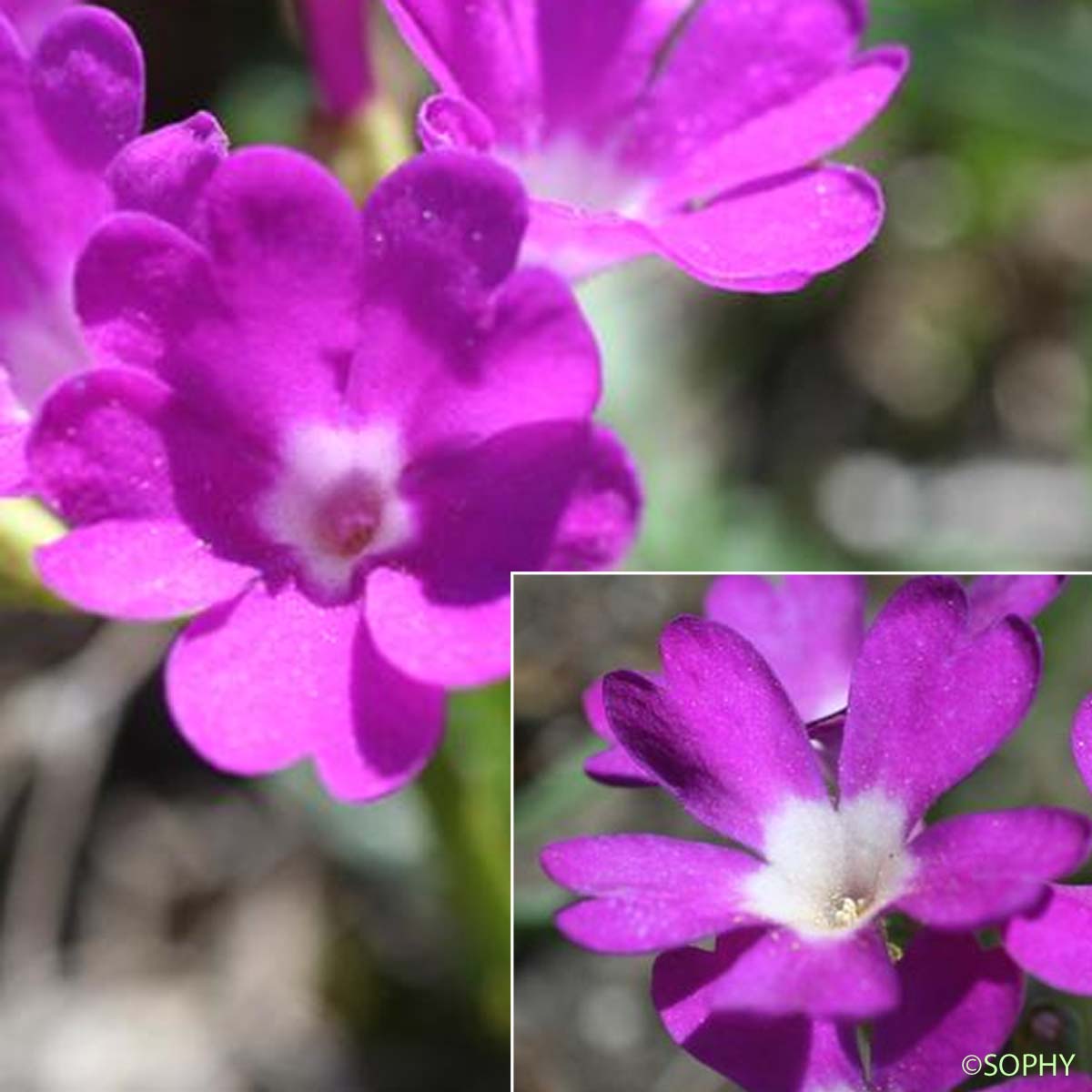 Primevère du Piémont - Primula pedemontana