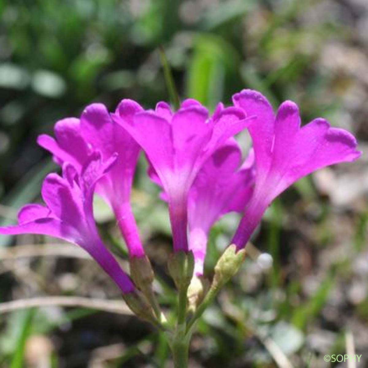 Primevère du Piémont - Primula pedemontana