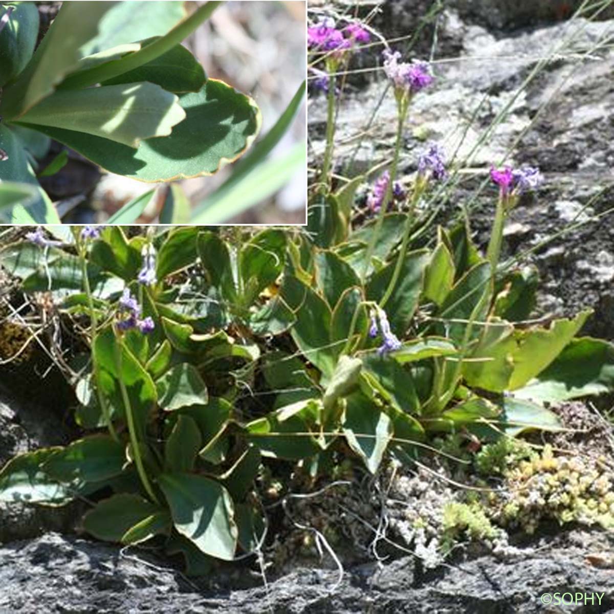 Primevère du Piémont - Primula pedemontana