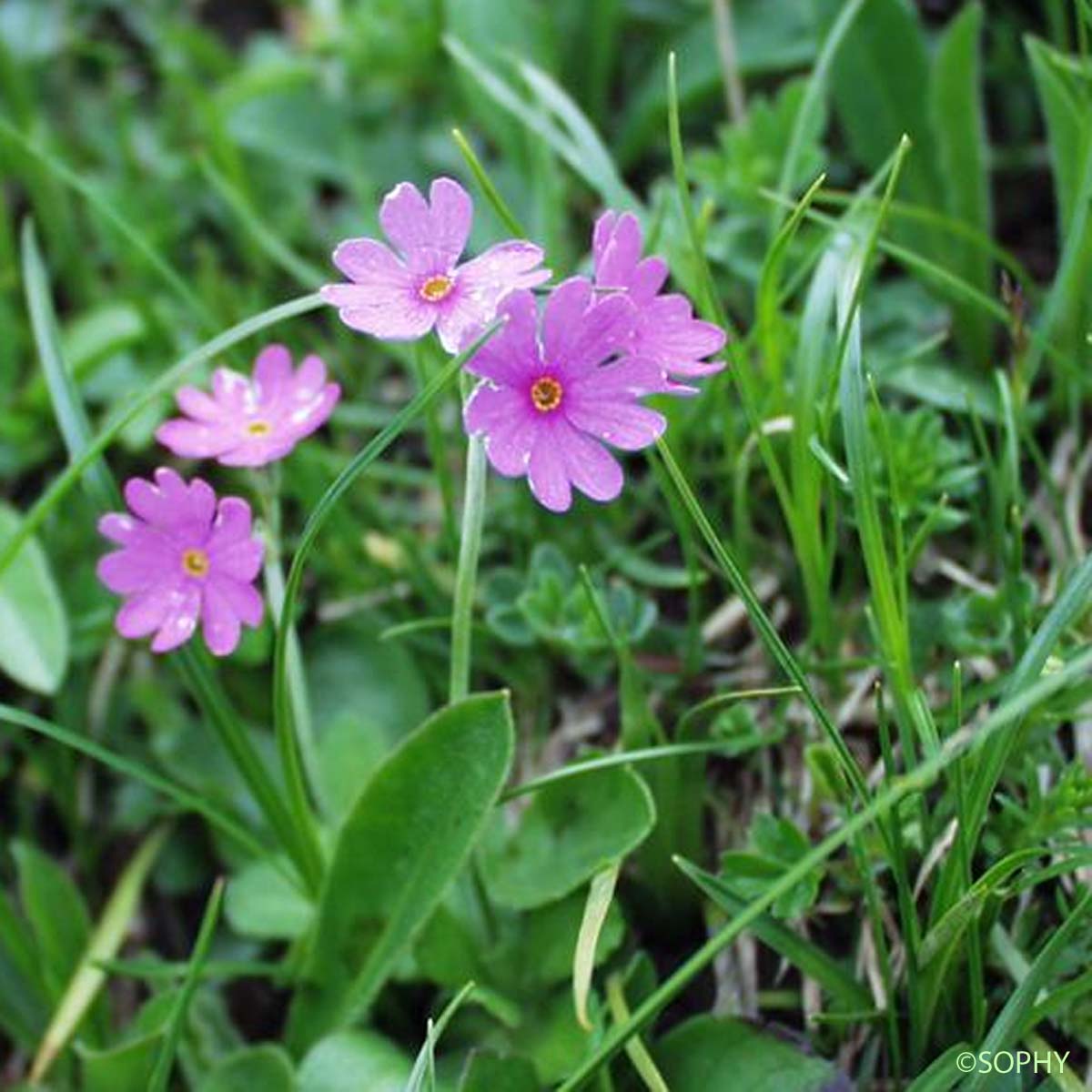 Primevère farineuse - Primula farinosa