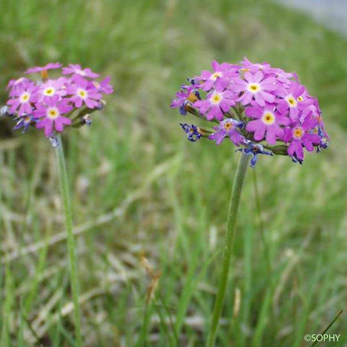 Primevère farineuse - Primula farinosa